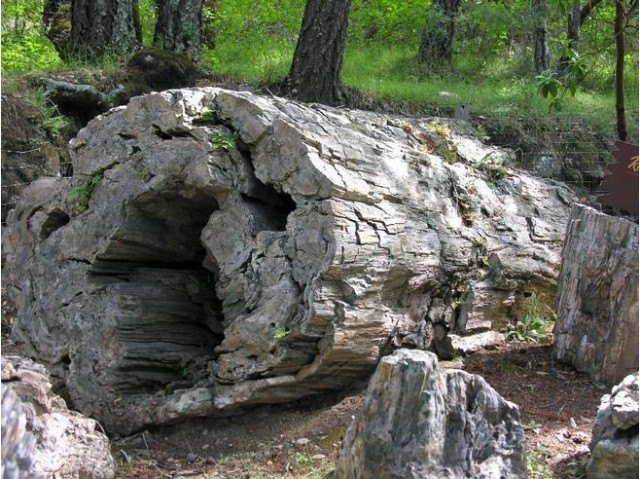 Visiting The Petrified Forest